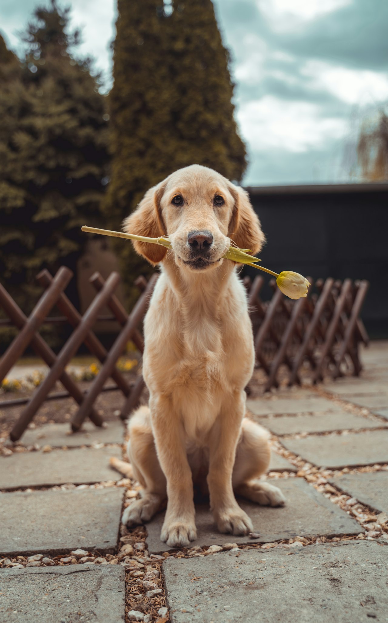 Labrador puppy outdoors