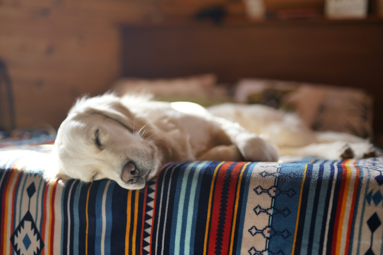 Large dog relaxing on a bed
