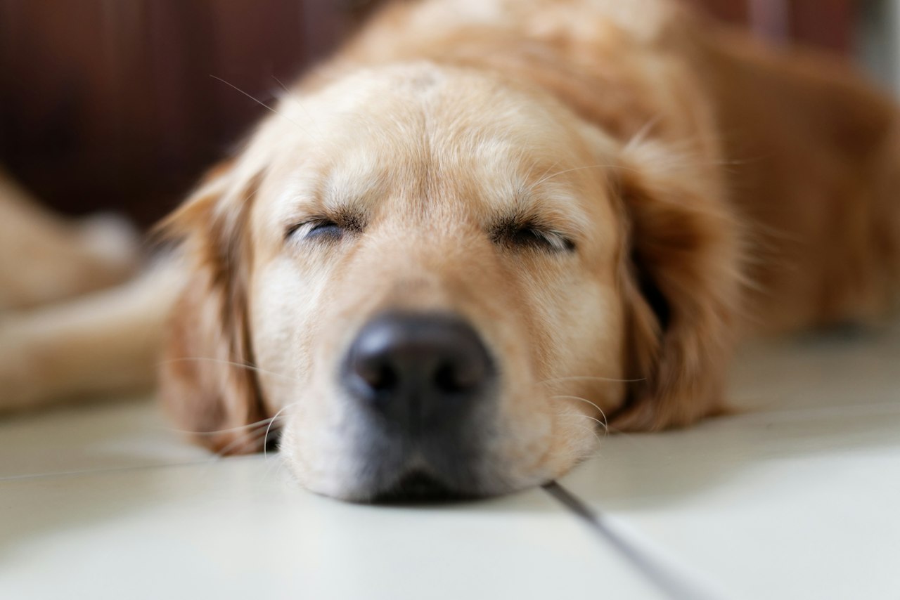 Large Labrador resting calmly at home